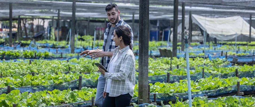 Farm owner assess soil and crops for planting