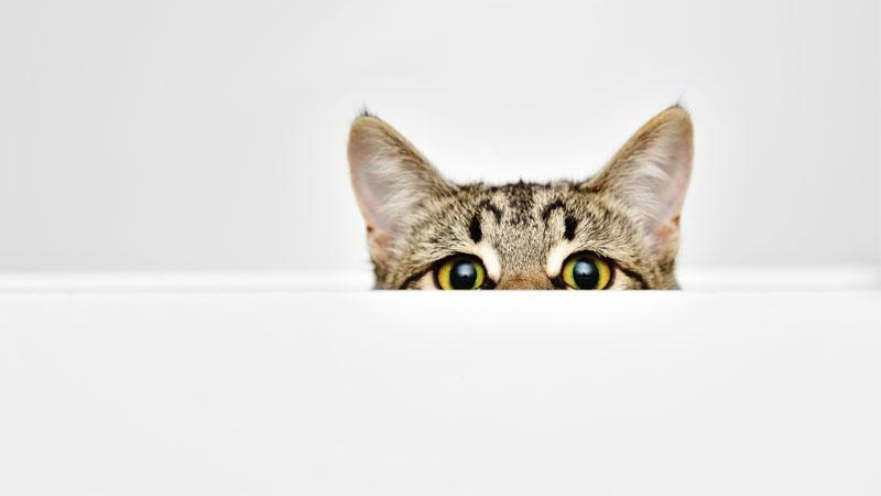Curiosity
